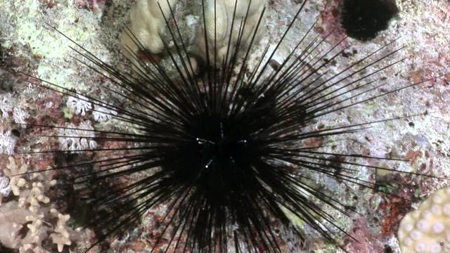Black sea urchin Echinothrix diadema underwater. Relax video about marine nature on background of beautiful lagoon.