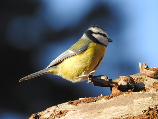 Beautiful blue tit
