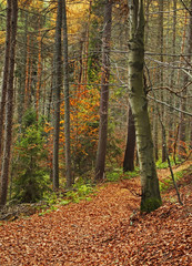 Landscape near Zlockie village. Muszyna district. Poland