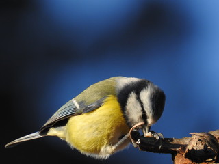 Obraz premium Beautiful blue tit