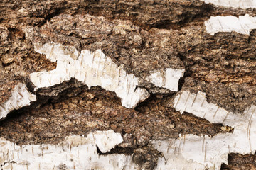 Birch bark background.