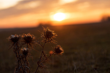 Flowering thistles in the sunrise.