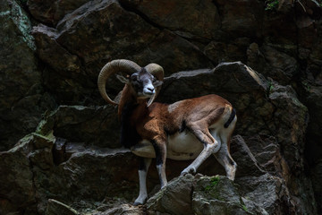 the mouflon (Ovis musimon). Parc de Merlet, France