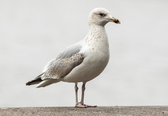 Fototapeta premium Adult seagull standing on wall with grey moody sky background