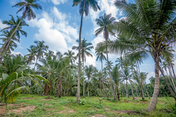 Fototapeta premium Coconut plantation in Asia