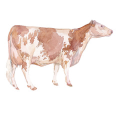 Vector illustration of a watercolor cow. Cow isolated on white background. Montbeliard breed of cows - 185049742
