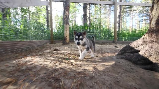 Huskey Blue Eyed Puppies Chasing Camera 1080p Slow Motion