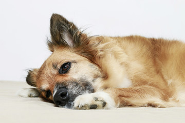 Cute sleppy puppy lying in  bed.