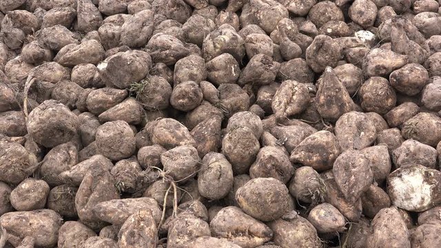 Handheld shot of extracted sugar beet pile, agricultural root crop harvest