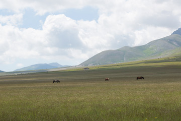 Cavalli davanti al Monte, Parco Nazionale Gran Sasso e Monti della Laga 
