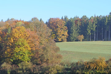 Herbstwald