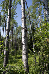 Fototapeta premium Birch Trees