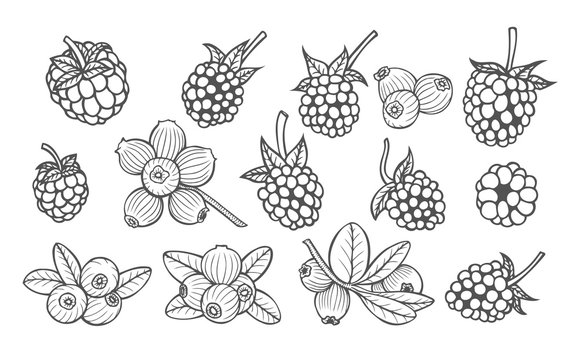 Hand drawn berries