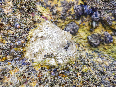 Flat oyster stuck to a rock