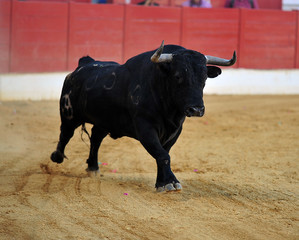 toro en españa