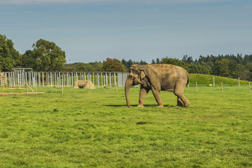 Walking Elephant