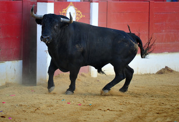 toro en españa