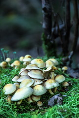 Non-edible Mushroom