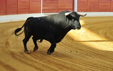 toro en españa