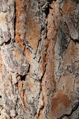 Brown tree bark texture in the garden