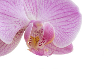 Fototapeta premium Closeup of magenta Phalaenopsis orchid on white background