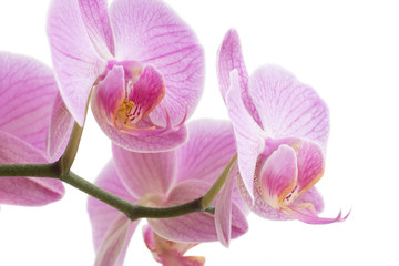 Magenta Phalaenopsis orchids on white background
