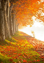 Fototapeta premium Nice trees in autumn in the city
