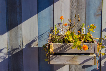 Plant. Wooden pot with plants on the wall. Marbella. Malaga province, Costa del Sol, Andalusia, Spain.