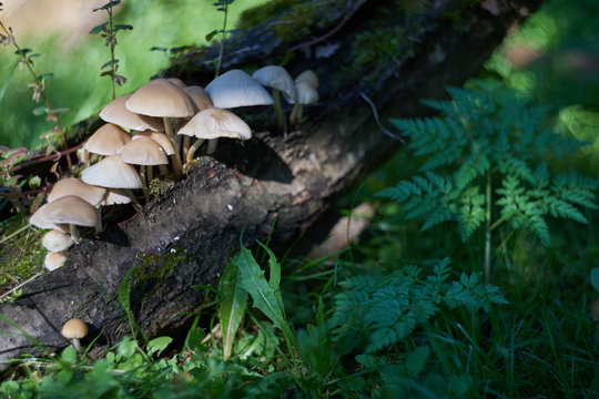Poisonous mushrooms.