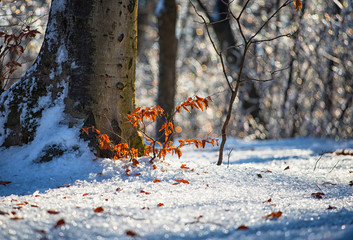 Nice winter landscape