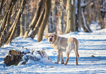 Young labrador dog in the forest in winter