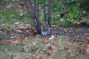 grey squirrel