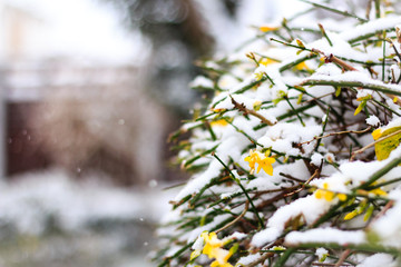 Blossoms in the snow