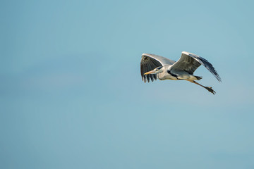 Grey heron flying