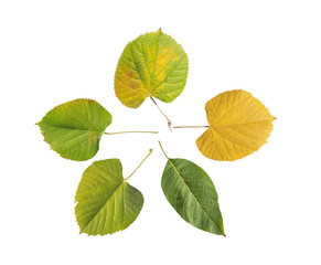 Natural five green botany garden leaf from tree isolated on white background