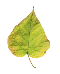 Natural green autumn leaf from tree isolated on white