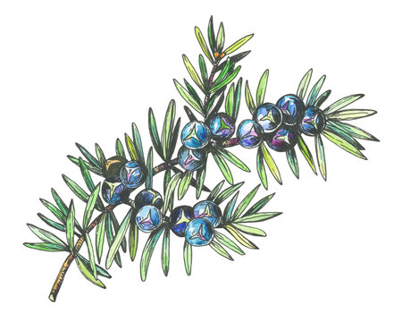 Graphic of Juniper plant (Juniperus communis) with berries and leaves. Black and white outline illustration with watercolor hand drawn painting. Isolated on white background.