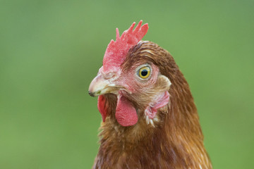 Free range hens portrait