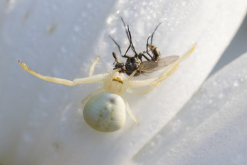 Crab spider with prey