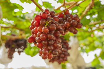 Fresh Grapes from Organic Garden Pesticide free Insect protection with nets and paper bags. Insect trap Healthy grapes.