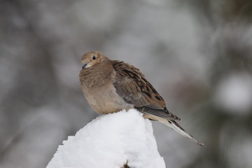 Mourning dove perched on a winter's day