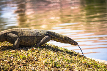 Varanus salvator are living