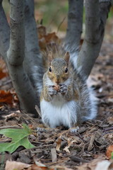 grey squirrel