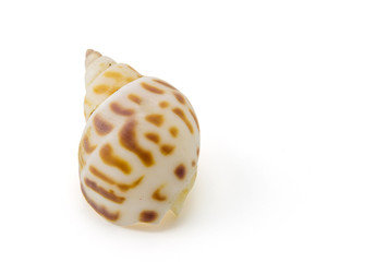 Sea shell on white background, clipping part