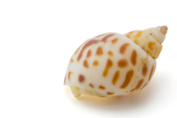 Sea shell on white background, clipping part