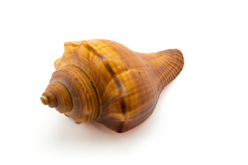 Sea shell on white background, clipping part