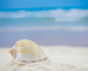 Obraz na płótnie Canvas Shell on the beach - copy space