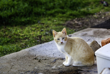 Abandoned street cats