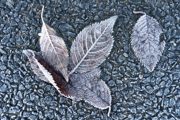 Leaves covered with frost