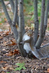 grey squirrel